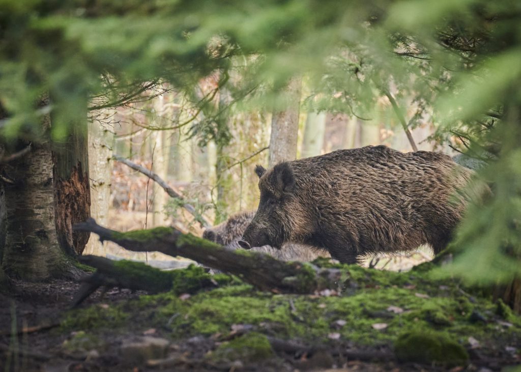 Wildschweine im Wald